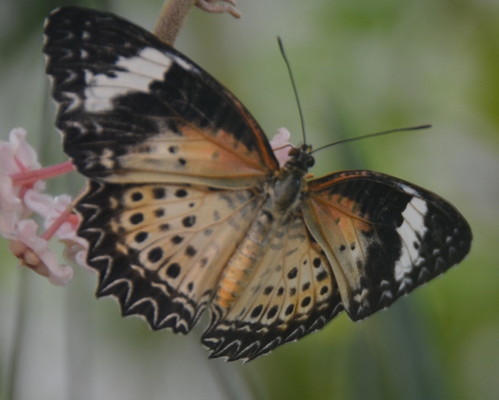 butterfly exhibit